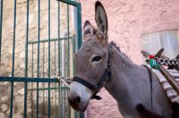 Hrvatska vaterpolo reprezentacija snimila kalendar u Sv. Filip i Jakovu