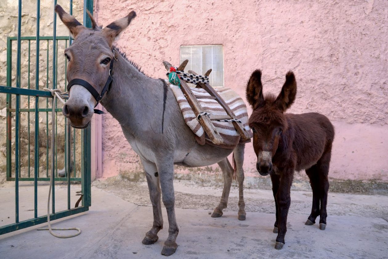 Hrvatska vaterpolo reprezentacija snimila kalendar u Sv. Filip i Jakovu