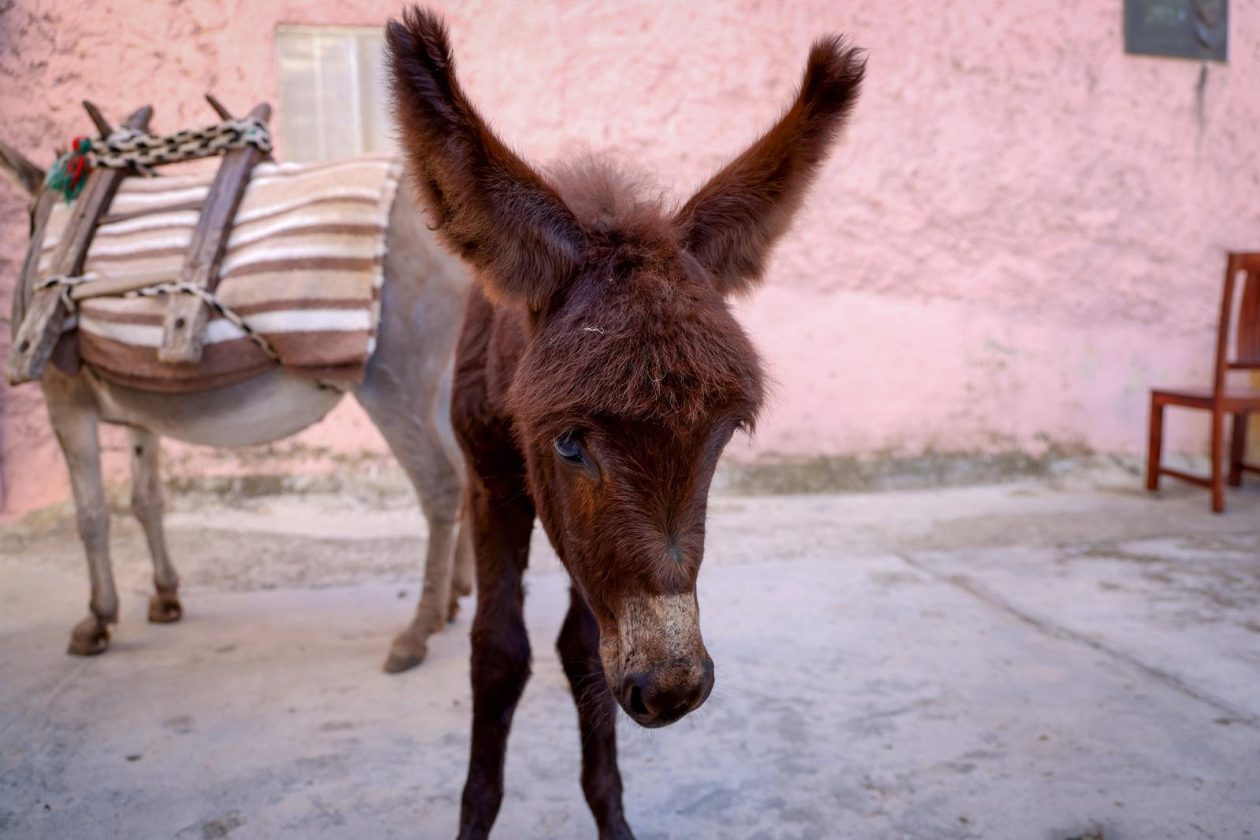 Hrvatska vaterpolo reprezentacija snimila kalendar u Sv. Filip i Jakovu