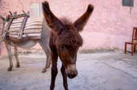 Hrvatska vaterpolo reprezentacija snimila kalendar u Sv. Filip i Jakovu