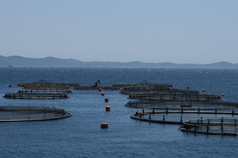 Ribogojilište Sardina Postira na južnoj strani Brača