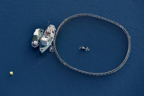 Kavezi za uzgoj tuna u blizini otoka Ugljana