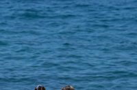 Zadar: Sve je više kupača na zadarskim plažama