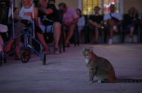 Otvoreno  treće izdanje festivala “Hitchcock nights”