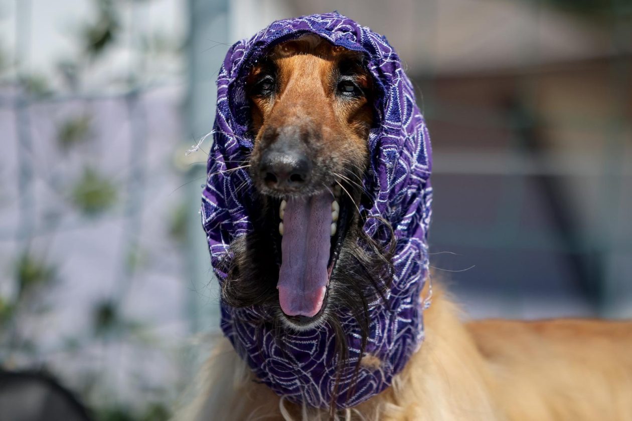 PIXSELL TOP 100 – 2025