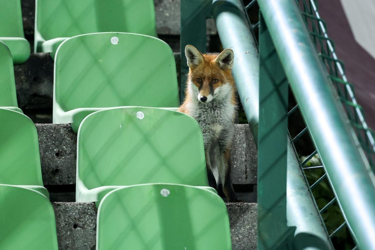 PIXSELL TOP 100 – 2025