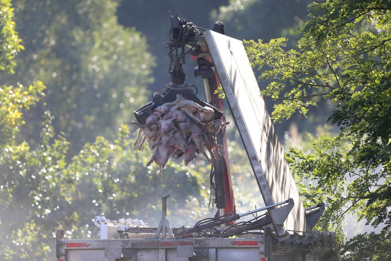 PIXSELL TOP 100 – 2025