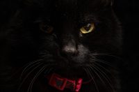 PIXSELL TOP 100 – 2025