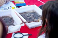 Novi kampus: Europska noć istraživača 2025. Novi kampus: Europska noć istraživača 2025.