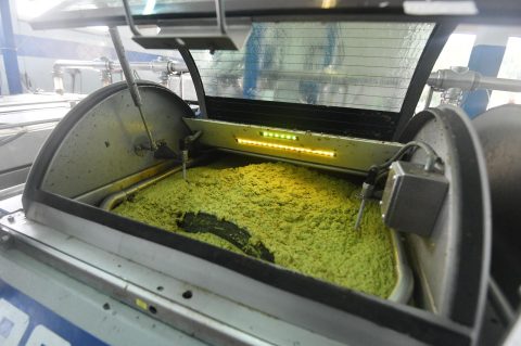 Skradin: Prerada maslina u skradinskom zale?u u punom je jeku