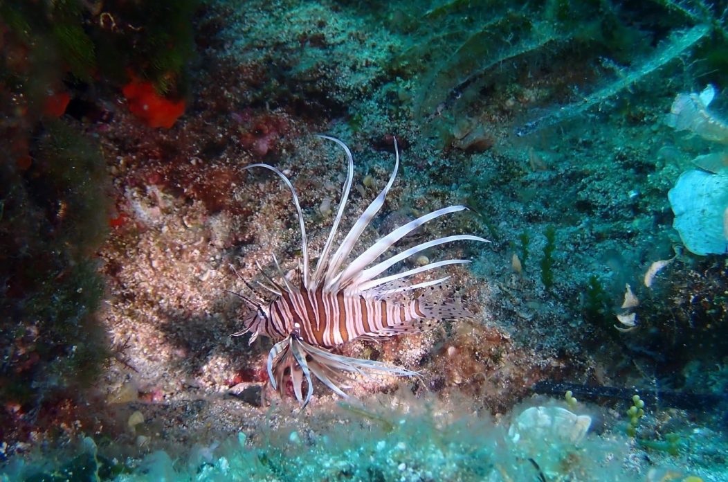 Riba Vatrenjača Riba Vatrenjača