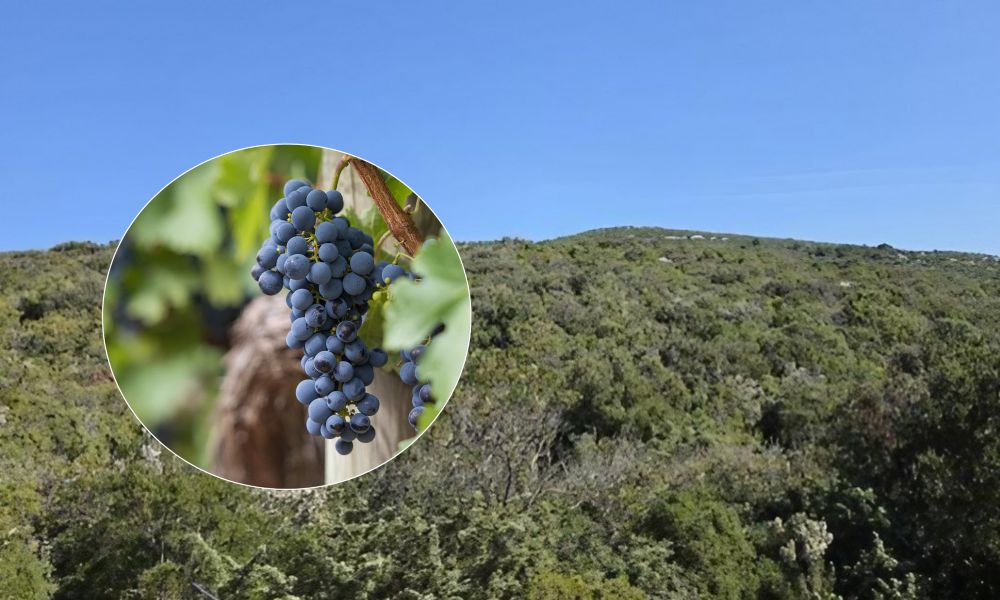 pasman vinograd