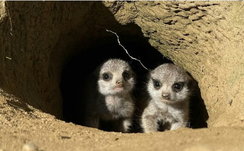 Snimka zaslona 2025-09-21 164358