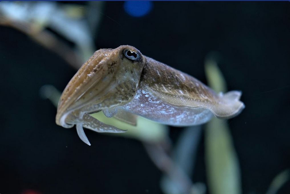 Snimka zaslona 2025-09-21 165622