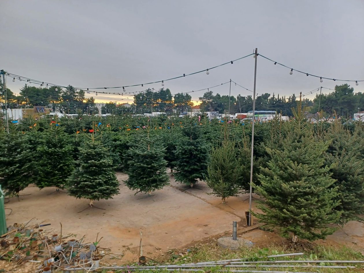 jelke, bor, borovi, bozicna drvca, bozicne jelke jelke, bor, borovi, bozicna drvca, bozicne jelke