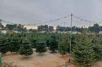 jelke, bor, borovi, bozicna drvca, bozicne jelke jelke, bor, borovi, bozicna drvca, bozicne jelke