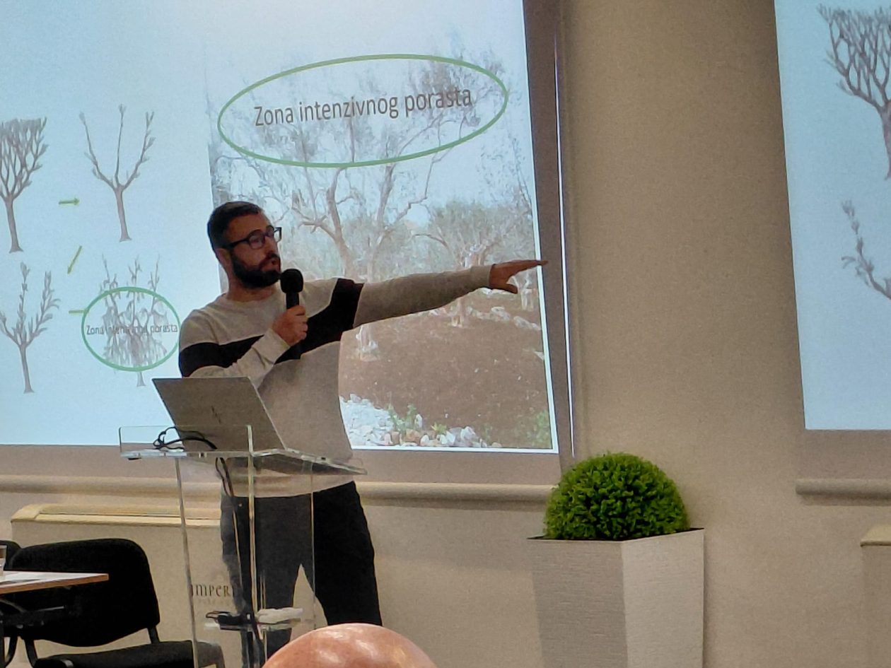 Dani maslinovog ulja, zadarski maslinari