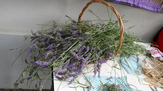 Danas je održana kreativna radionica za velike i male u organizaciji Dječjeg odjela Gradske knjižnice Zadar: izrada stručaka i jastučića od lavande od 10-12 h. Radionicu je vodila gospođa Jadranka Plantak. Foto by Lucija Juravic Danas je održana kreativna radionica za velike i male u organizaciji Dječjeg odjela Gradske knjižnice Zadar: izrada stručaka i jastučića od lavande od 10-12 h. Radionicu je vodila gospođa Jadranka Plantak. Foto by Lucija Juravic