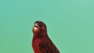 Pobjednici 33. Ornitoloskog prvenstva Hrvatske, Foto: Ivan Dilber Pobjednici 33. Ornitoloskog prvenstva Hrvatske, Foto: Ivan Dilber