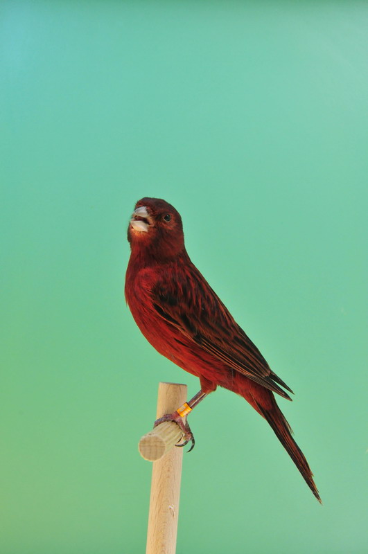 Pobjednici 33. Ornitoloskog prvenstva Hrvatske, Foto: Ivan Dilber Pobjednici 33. Ornitoloskog prvenstva Hrvatske, Foto: Ivan Dilber