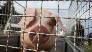Tradicionalni Benkovački sajam, foto: Darko Belančić