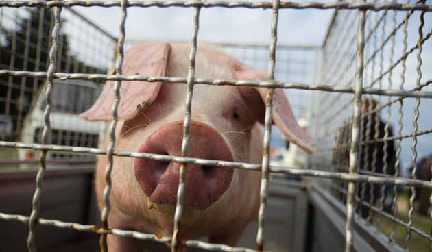 Tradicionalni Benkovački sajam, foto: Darko Belančić