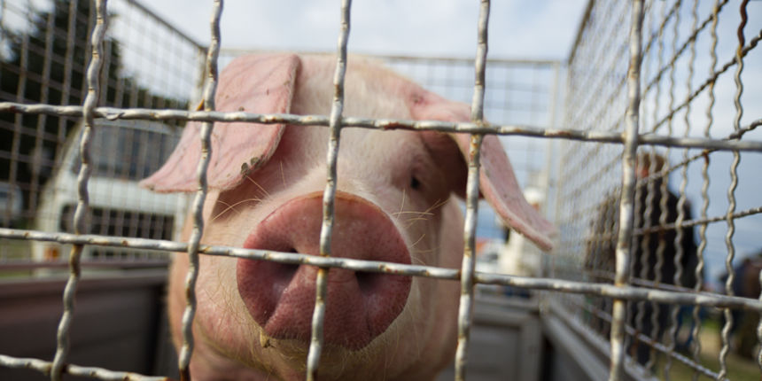 Tradicionalni Benkovački sajam, foto: Darko Belančić