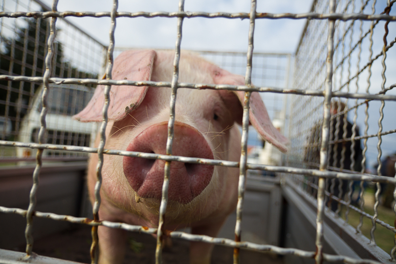 Tradicionalni Benkovački sajam, foto: Darko Belančić