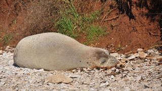 Sredozemna medvjedica na pulskoj plaži, Foto: Duško Marušić/PIXSELL Sredozemna medvjedica na pulskoj plaži, Foto: Duško Marušić/PIXSELL