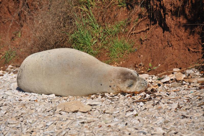 Sredozemna medvjedica na pulskoj plaži, Foto: Duško Marušić/PIXSELL Sredozemna medvjedica na pulskoj plaži, Foto: Duško Marušić/PIXSELL