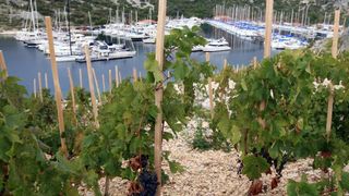 Primošten. Počela berba grožđa od kojeg se pravi svjetski poznato vino Babić. Photo: Duško Jaramaz/PIXSELL Primošten. Počela berba grožđa od kojeg se pravi svjetski poznato vino Babić. Photo: Duško Jaramaz/PIXSELL