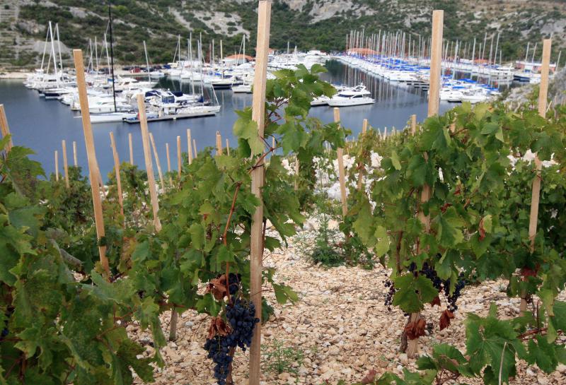 Primošten. Počela berba grožđa od kojeg se pravi svjetski poznato vino Babić. Photo: Duško Jaramaz/PIXSELL Primošten. Počela berba grožđa od kojeg se pravi svjetski poznato vino Babić. Photo: Duško Jaramaz/PIXSELL