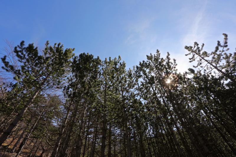 16.03.2014., Juzni Velebit – Topljenje snijega na Juznom Velebitu i procvjetani prvi planinski cvjetovi u ranom proljecu najavljuju skorasnje toplije vrijeme. Photo: Filip Brala/PIXSELL Autor Filip Brala/PIXSELL Ključne riječi rekreacija, planina, pro 16.03.2014., Juzni Velebit – Topljenje snijega na Juznom Velebitu i procvjetani prvi planinski cvjetovi u ranom proljecu najavljuju skorasnje toplije vrijeme. Photo: Filip Brala/PIXSELL Autor Filip Brala/PIXSELL Ključne riječi rekreacija, planina, pro