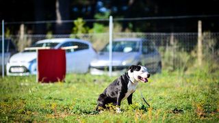 Kinološka udruga Malinois