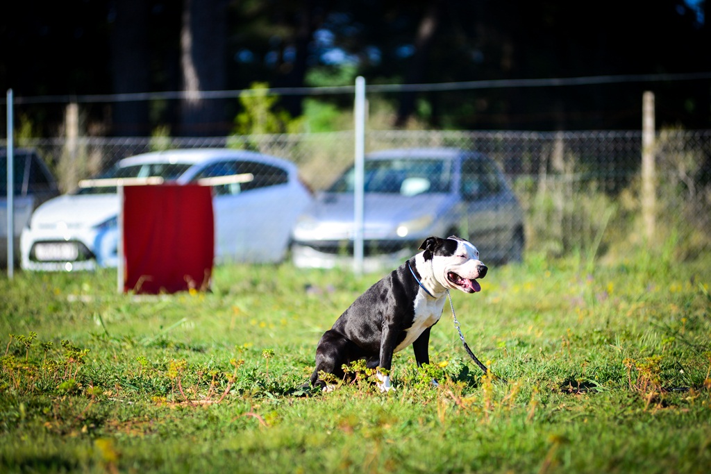 Kinološka udruga Malinois