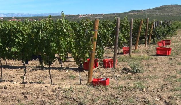Nadinski vinograd – berba grožđa