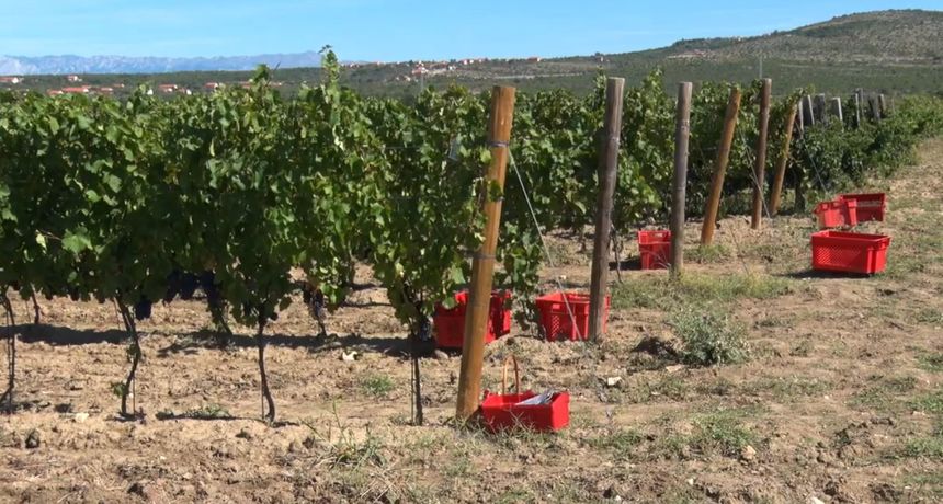 Nadinski vinograd – berba grožđa Nadinski vinograd – berba grožđa