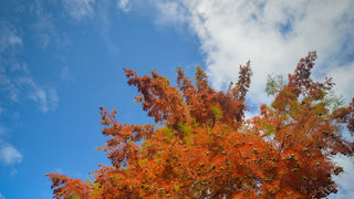 Jesenski đir po gradu, 15. studenog 2014. , foto: Marin Pitton Jesenski đir po gradu, 15. studenog 2014. , foto: Marin Pitton