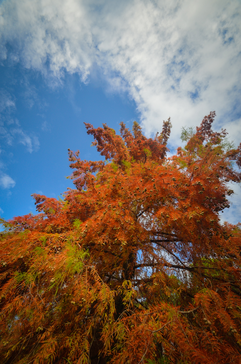 Jesenski đir po gradu, 15. studenog 2014. , foto: Marin Pitton Jesenski đir po gradu, 15. studenog 2014. , foto: Marin Pitton