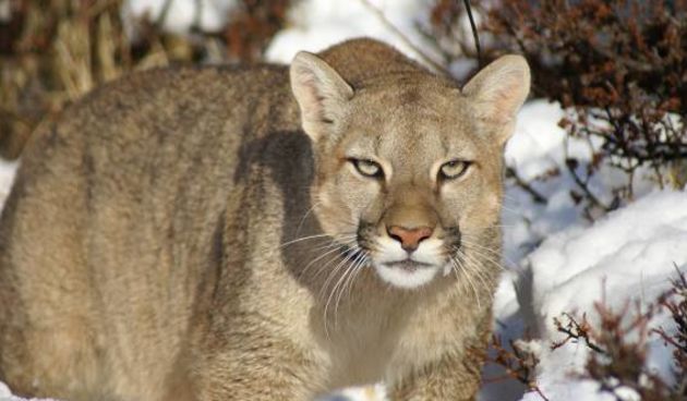 Puma, foto:conservacionpatagonica.org