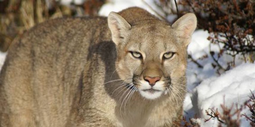 Puma, foto:conservacionpatagonica.org Puma, foto:conservacionpatagonica.org