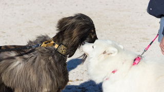 Đir po gradu 29. studenog 2016.