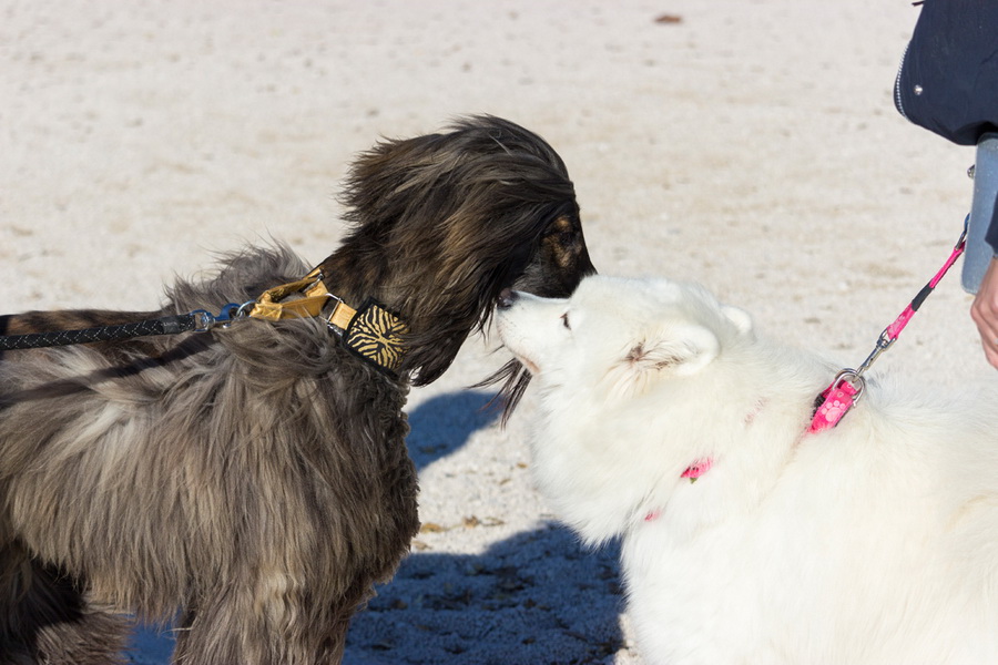Đir po gradu 29. studenog 2016.