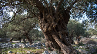 Berba maslina u Lunu, foto: V. Pesic