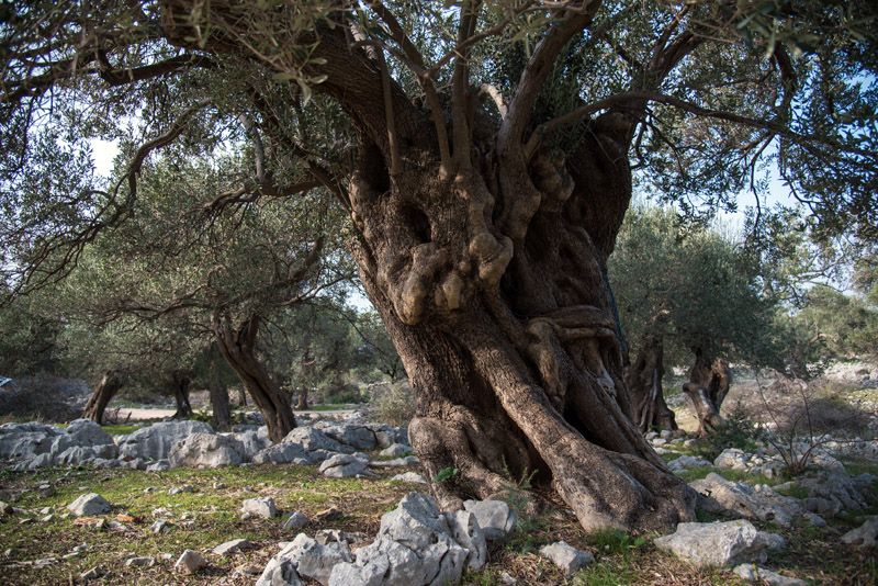 Berba maslina u Lunu, foto: V. Pesic