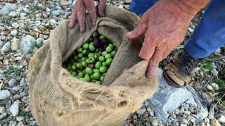 Pag, Lun, 221012.
Berba maslina u lunskom masliniku koji se nalazi kod mjesta Lun na otoku Pagu. Omedjen je suhozidima, prostire se na 400 hektara i sadrzi oko 80.000 stabala maslina. Najveci je maslinik u Hrvatskoj. U Lunskom masliniku rastu brojne jedin Pag, Lun, 221012.
Berba maslina u lunskom masliniku koji se nalazi kod mjesta Lun na otoku Pagu. Omedjen je suhozidima, prostire se na 400 hektara i sadrzi oko 80.000 stabala maslina. Najveci je maslinik u Hrvatskoj. U Lunskom masliniku rastu brojne jedin