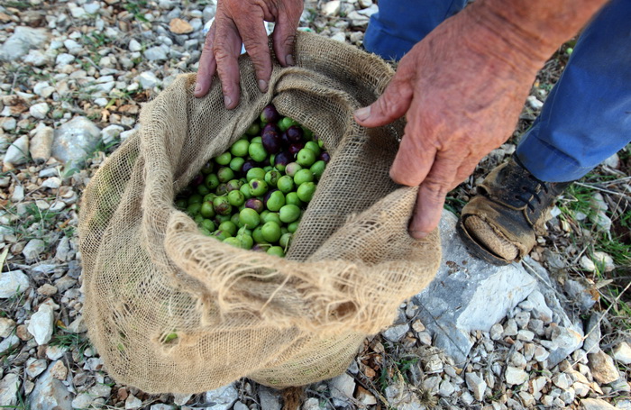 Pag, Lun, 221012.
Berba maslina u lunskom masliniku koji se nalazi kod mjesta Lun na otoku Pagu. Omedjen je suhozidima, prostire se na 400 hektara i sadrzi oko 80.000 stabala maslina. Najveci je maslinik u Hrvatskoj. U Lunskom masliniku rastu brojne jedin Pag, Lun, 221012.
Berba maslina u lunskom masliniku koji se nalazi kod mjesta Lun na otoku Pagu. Omedjen je suhozidima, prostire se na 400 hektara i sadrzi oko 80.000 stabala maslina. Najveci je maslinik u Hrvatskoj. U Lunskom masliniku rastu brojne jedin