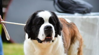 16. Međunarodna izložba pasa CACIB Zadar – Prvak prvaka 2016. 16. Međunarodna izložba pasa CACIB Zadar – Prvak prvaka 2016.