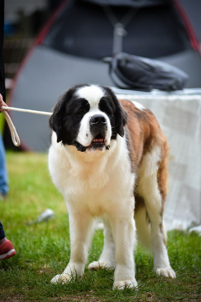 16. Međunarodna izložba pasa CACIB Zadar – Prvak prvaka 2016. 16. Međunarodna izložba pasa CACIB Zadar – Prvak prvaka 2016.