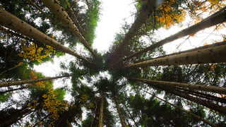 Lička jesen u znaku gljiva, Foto: Leo Banić